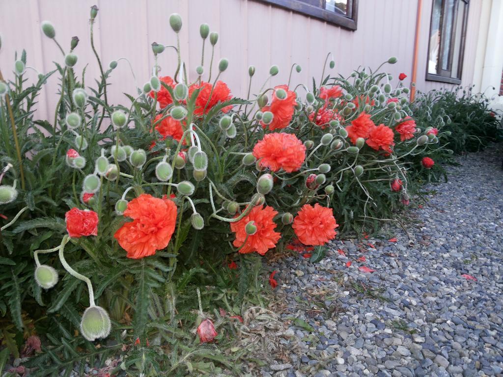 Valyak Rent Apart Hotel - Servicios Integrales Punta Arenas Rum bild